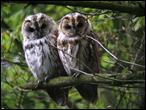 http://www.vriendenbeatrixpark.nl/images_oud/vogels/uiltjes080505.jpg